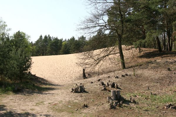 Písty, 13.4.2009
Přírodní památka Písečný přesyp u Píst. Příklad vhodného ochranářského manegementu. 
Klíčová slova: Písty Písečný přesyp Dicronychus equisetioides Cardiophorus asellus nigerrimus ruficollis