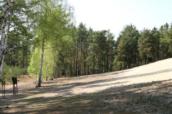 Písty, 13.4.2009
Přírodní památka Písečný přesyp u Píst. Příklad vhodného ochranářského manegementu. 
Schlüsselwörter: Písty Písečný přesyp Dicronychus equisetioides Cardiophorus asellus nigerrimus ruficollis