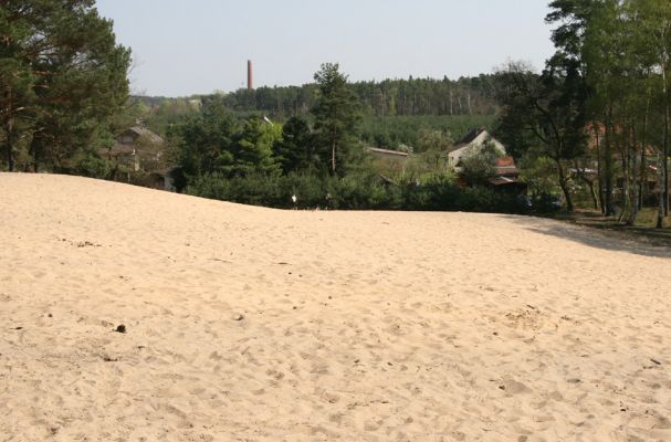 Písty, 13.4.2009
Přírodní památka Písečný přesyp u Píst. Příklad vhodného ochranářského manegementu. 
Mots-clés: Písty Písečný přesyp Dicronychus equisetioides Cardiophorus asellus nigerrimus ruficollis