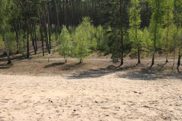 Písty, 13.4.2009
Přírodní památka Písečný přesyp u Píst. Příklad vhodného ochranářského manegementu. 
Klíčová slova: Písty Písečný přesyp Dicronychus equisetioides Cardiophorus asellus nigerrimus ruficollis