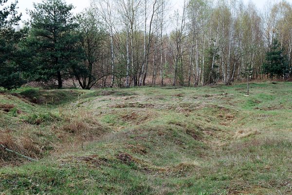 Hradec Králové-Plachta, 22.4.2005
Východní okraj Plachty u jízdárny. Zastiňování biotopu kovaříka Cardiophorus asellus borovicemi pokračuje. Vyhyne zde?
Mots-clés: Hradec Králové Plachta Cardiophorus asellus