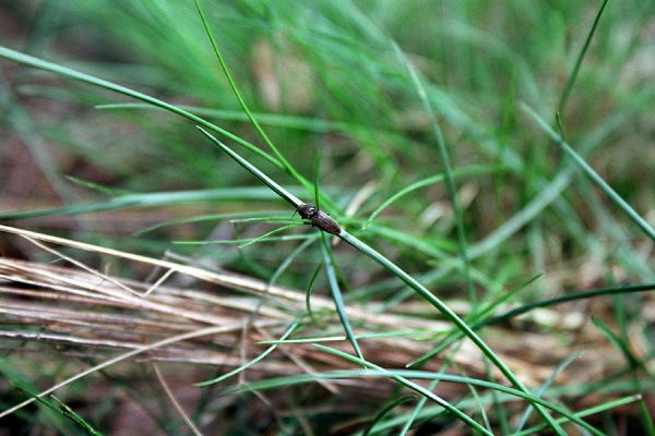 Hradec Králové-Plachta, 22.4.2005
Sameček kovaříka Cardiophorus asellus v roli akrobata na stéblech travin. Jaký bude osud jeho druhu na Plachtě?
Schlüsselwörter: Hradec Králové Plachta Cardiophorus asellus