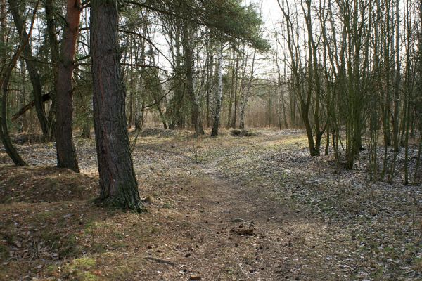 Hradec Králové-Plachta, 23.2.2008
Háj na východním okraji Plachty. Biotop druhu Trixagus dermestoides.
Mots-clés: Hradec Králové Plachta Trixagus dermestoides