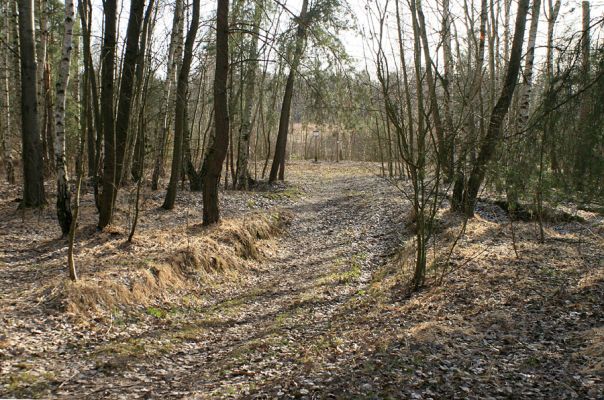 Hradec Králové-Plachta, 23.2.2008
Háj na východním okraji Plachty. Biotop druhu Trixagus dermestoides.
Mots-clés: Hradec Králové Plachta Trixagus dermestoides