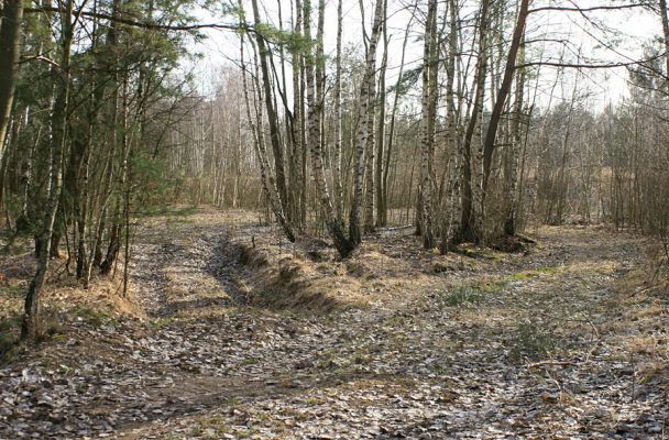 Hradec Králové-Plachta, 23.2.2008
Háj na východním okraji Plachty. Biotop druhu Trixagus dermestoides.
Klíčová slova: Hradec Králové Plachta Trixagus dermestoides