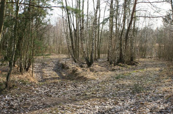 Hradec Králové-Plachta, 23.2.2008
Háj na východním okraji Plachty. Biotop druhu Trixagus dermestoides.
Klíčová slova: Hradec Králové Plachta Trixagus dermestoides