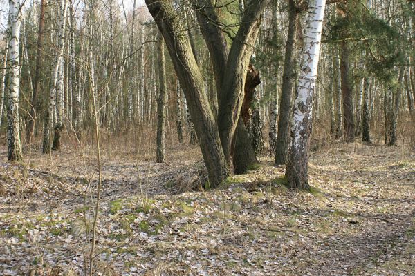 Hradec Králové-Plachta, 23.2.2008
Háj na východním okraji Plachty. Biotop druhu Trixagus dermestoides.
Schlüsselwörter: Hradec Králové Plachta Trixagus dermestoides