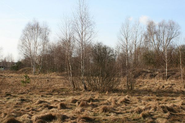 Hradec Králové-Plachta, 23.2.2008
Vysušená slatina na severovýchodním okraji Plachty. Biotop druhu Trixagus dermestoides.
Mots-clés: Hradec Králové Plachta Trixagus dermestoides