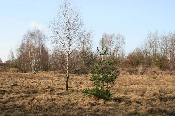 Hradec Králové-Plachta, 23.2.2008
Vysušená slatina na severovýchodním okraji Plachty. Biotop druhu Trixagus dermestoides.
Schlüsselwörter: Hradec Králové Plachta Trixagus dermestoides