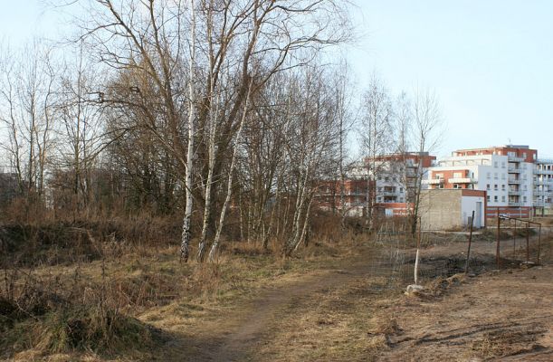 Hradec Králové-Plachta, 23.2.2008
Tři bílé břízy na okraji slumu. Na nich byl nalezen nový druh brouka pro území České Republiky (Mertlik et Leseigneur 2007).
Klíčová slova: Hradec Králové Plachta Trixagus meybohmi atticus