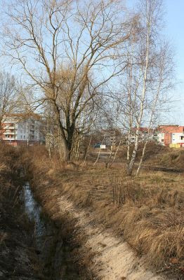 Hradec Králové-Plachta, 23.2.2008
Severovýchodní cíp Plachty. Odvodnění mokřadu umožňí další rozšíření slumu.
Mots-clés: Hradec Králové Plachta Trixagus meybohmi atticus