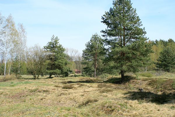 Hradec Králové-Plachta, 24.4.2007
Původní lokalita kovaříka Cardiophorus asellus. Volný pohyb koní byl borovými kmeny omezen a brouk zde vyhynul.
Schlüsselwörter: Hradec Králové Plachta Cardiophorus asellus