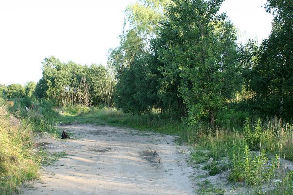 Hradec Králové-Plachta, 5.6.2007
Večer na severovýchodním cípu Plachty. Skupina stromů na okraji slumu. Biotop druhů Trixagus atticus a T. meybohmi.
Klíčová slova: Hradec Králové Plachta Trixagus meybohmi atticus