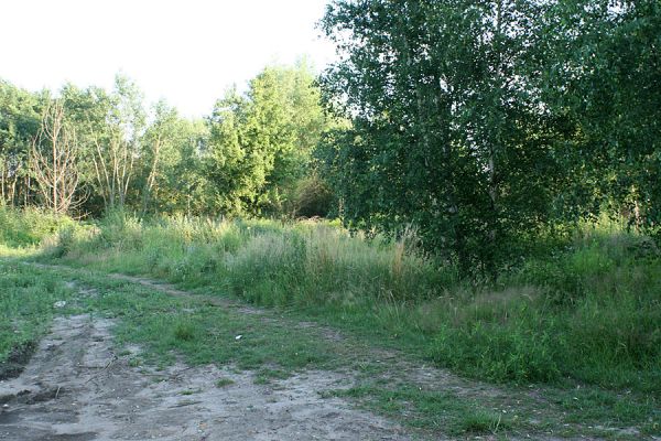 Hradec Králové-Plachta, 5.6.2007
Večer na severovýchodním cípu Plachty. Skupina stromů na okraji slumu. Biotop druhů Trixagus atticus a T. meybohmi.
Schlüsselwörter: Hradec Králové Plachta Trixagus meybohmi atticus