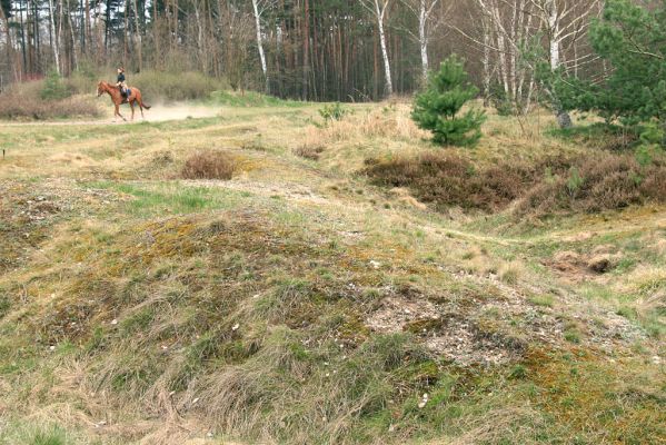 Plachta, 10.4.2008
Činnost jezdeckého klubu umožňuje zachovat část terénu bez zapojené vegetace.
Schlüsselwörter: Hradec Králové Plachta jezdecký klub Lenka Cardiophorus asellus