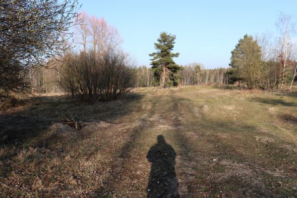 Hradec Králové, 17.3.2020
Na Plachtě - pastvina. 
Schlüsselwörter: Hradec Králové Na Plachtě pastvina