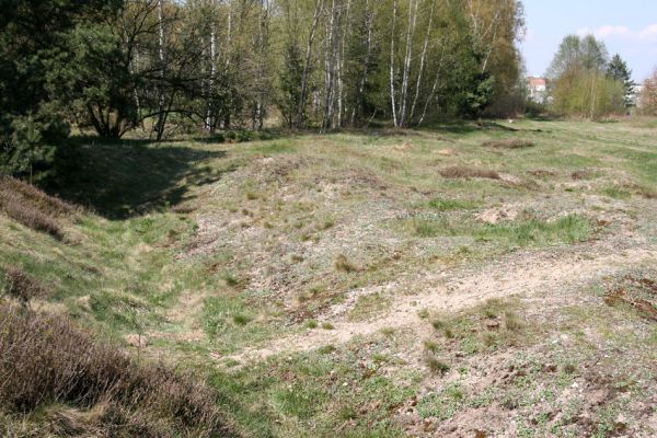 Hradec Králové, Plachta, 24.4.2008
Přírodní památka Na Plachtě - vřesoviště na bývalých zákopech u koňské jízdárny. Biotop kovaříka Cardiophorus asellus.
Klíčová slova: Hradec Králové Plachta Na Plachtě Cardiophorus asellus