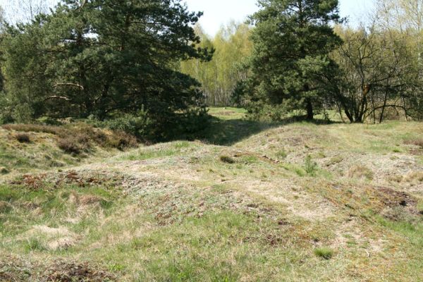 Hradec Králové, Plachta, 24.4.2008
Přírodní památka Na Plachtě - borovicemi zarůstající vřesoviště na bývalých zákopech u koňské jízdárny. Biotop kovaříka Cardiophorus asellus.
Klíčová slova: Hradec Králové Plachta Na Plachtě Cardiophorus asellus