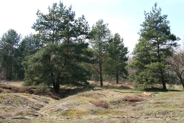 Hradec Králové, PP Na Plachtě, 4.4.2010
Náletové dřeviny na rozsáhlých vřesovištích u koňské jízdárny zasťiňují biotop kovaříka Cardiophorus asellus.
Schlüsselwörter: Hradec Králové Na Plachtě Plachta Cardiophorus asellus Mertlikovy borovice