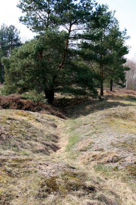 Hradec Králové, PP Na Plachtě, 4.4.2010
Náletové dřeviny na rozsáhlých vřesovištích u koňské jízdárny zasťiňují biotop kovaříka Cardiophorus asellus.
Klíčová slova: Hradec Králové Na Plachtě Plachta Cardiophorus asellus Mertlikovy borovice