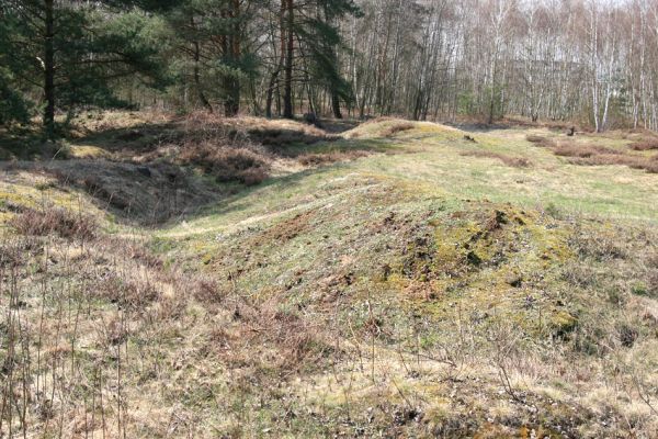 Hradec Králové, PP Na Plachtě, 4.4.2010
Náletové dřeviny na rozsáhlých vřesovištích u koňské jízdárny zasťiňují biotop kovaříka Cardiophorus asellus.
Klíčová slova: Hradec Králové Na Plachtě Plachta Cardiophorus asellus Mertlikovy borovice