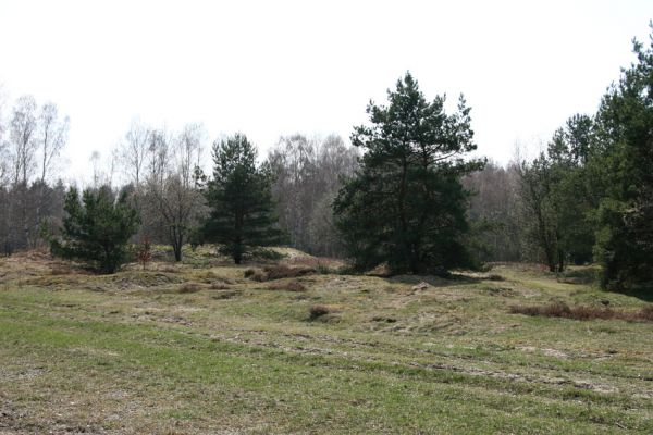 Hradec Králové, PP Na Plachtě, 4.4.2010
Náletové dřeviny na rozsáhlých vřesovištích u koňské jízdárny zasťiňují biotop kovaříka Cardiophorus asellus.
Keywords: Hradec Králové Na Plachtě Plachta Cardiophorus asellus Mertlikovy borovice