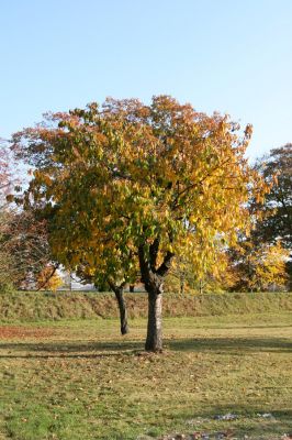 Hradec Králové-Plácky, 21.10.2008
Malá třešňovka u Labe. Biotop krasce Anthaxia candens.
Klíčová slova: Hradec Králové Plácky Anthaxia candens