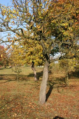 Hradec Králové-Plácky, 21.10.2008
Malá třešňovka u Labe. Biotop krasce Anthaxia candens.
Schlüsselwörter: Hradec Králové Plácky Anthaxia candens