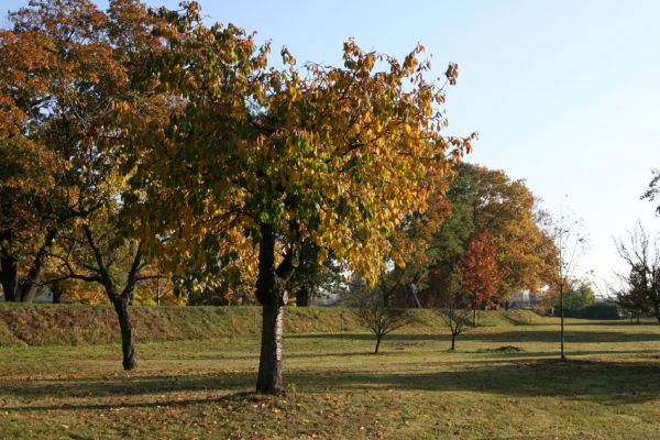 Hradec Králové-Plácky, 21.10.2008
Malá třešňovka u Labe. Biotop krasce Anthaxia candens.
Schlüsselwörter: Hradec Králové Plácky Anthaxia candens