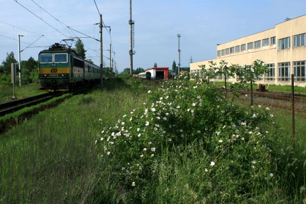 Hradec Králové-Plácky, 23.5.2007
Areál opravny železničních vozů. Kvetoucí šípkový keř na náspu železniční trati. Biotop zdobence Trichius rosaceus. 
Klíčová slova: Hradec Králové Plácky vozovka Trichius rosaceus