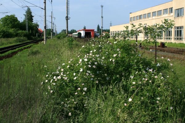 Hradec Králové-Plácky, 23.5.2007
Areál opravny železničních vozů. Kvetoucí šípkový keř na náspu železniční trati. Biotop zdobence Trichius rosaceus. 
Mots-clés: Hradec Králové Plácky vozovka Trichius rosaceus