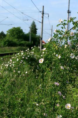 Hradec Králové-Plácky, 23.5.2007
Kvetoucí šípkový keř na náspu železniční trati. Biotop zdobence Trichius rosaceus. 
Klíčová slova: Hradec Králové Plácky vozovka Trichius rosaceus