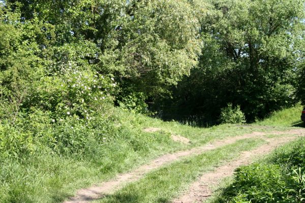 Plotiště nad Labem, 24.5.2009
Šípkový keř u malého písníku v Plotištích nad Labem. Na jeho květech jsme pozorovali zdobence Trichius rosaceus. 
Schlüsselwörter: Hradec Králové Plotiště nad Labem Trichius rosaceus