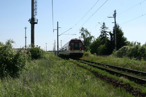 Hradec Králové-Plácky, 24.5.2009
Na trati Hradec Králové-Jaroměř je čilý provoz. Květy šípkových keřů na jejích náspech sice hostí četné zdobence Trichius rosaceus, ale střet s železniční soupravou může mít fatální následky. 
Schlüsselwörter: Hradec Králové Plácky Trichius rosaceus