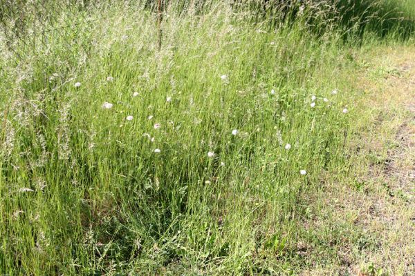 Hradec Králové-Plácky, vozovka, 24.5.2009
V travinách se skrývají kvetoucí chrastavce rolní - oblíbený biotop zdobence Trichius rosaceus.
Klíčová slova: Hradec Králové Plácky vozovka Trichius rosaceus