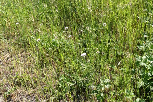 Hradec Králové-Plácky, vozovka, 24.5.2009
V travinách se skrývají kvetoucí chrastavce rolní - oblíbený biotop zdobence Trichius rosaceus.
Klíčová slova: Hradec Králové Plácky vozovka Trichius rosaceus