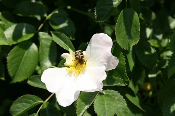 Hradec Králové-Plácky, 25.5.2008
Zdobenec Trichius rosaceus na květu šípku.
Schlüsselwörter: Hradec Králové Plácky vozovka Trichius rosaceus