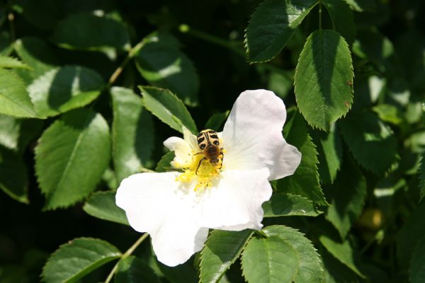 Hradec Králové-Plácky, 25.5.2008
Zdobenec Trichius rosaceus na květu šípku.
Schlüsselwörter: Hradec Králové Plácky vozovka Trichius rosaceus