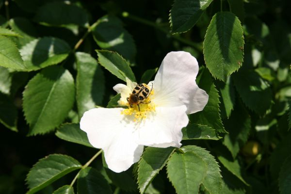 Hradec Králové-Plácky, 25.5.2008
Zdobenec Trichius rosaceus na květu šípku.
Schlüsselwörter: Hradec Králové Plácky vozovka Trichius rosaceus