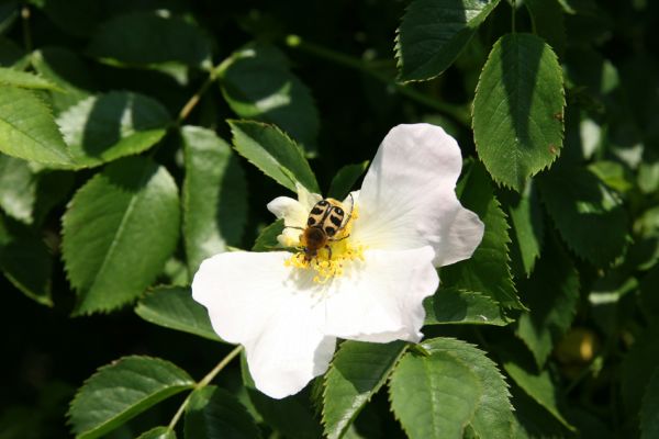 Hradec Králové-Plácky, 25.5.2008
Zdobenec Trichius rosaceus na květu šípku.
Schlüsselwörter: Hradec Králové Plácky vozovka Trichius rosaceus