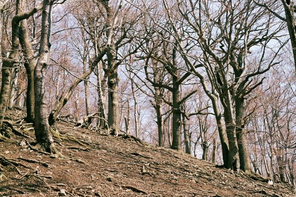 Plavecké Podhradie, 16.4.2003
Malé Karpaty, vrch Klokoč


Klíčová slova: Plavecké Podhradie Malé Karpaty vrch Klokoč