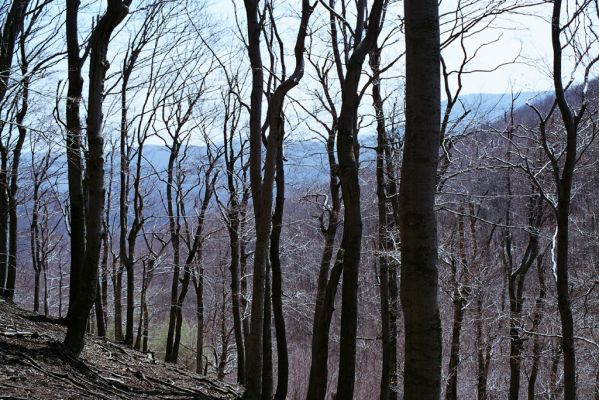 Plavecké Podhradie, 16.4.2003
Malé Karpaty, vrch Klokoč


Klíčová slova: Plavecké Podhradie Malé Karpaty vrch Klokoč