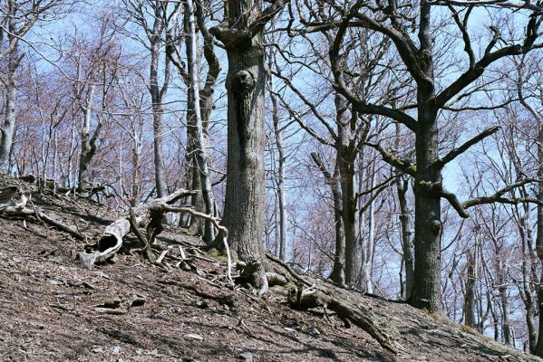 Plavecké Podhradie, 16.4.2003
Malé Karpaty, vrch Klokoč

Klíčová slova: Plavecké Podhradie Malé Karpaty vrch Klokoč