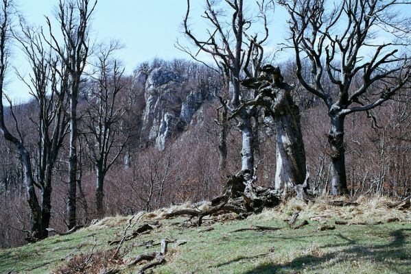 Plavecké Podhradie, 16.4.2003
Malé Karpaty, Mesačná lúka. Pohled na skalnatý hřbet Vápenné.
Schlüsselwörter: Plavecké Podhradie Malé Karpaty Mesačná lúka