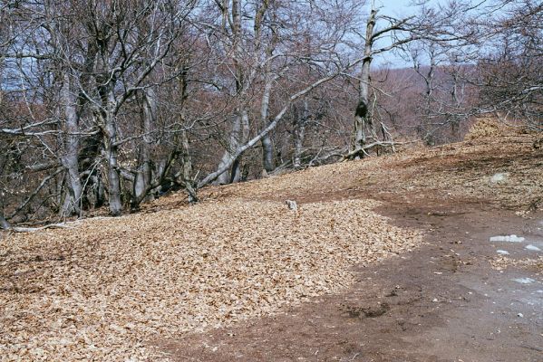 Plavecké Podhradie, 16.4.2003
Malé Karpaty, vrch Klokoč. Duny z listí.
Klíčová slova: Plavecké Podhradie Malé Karpaty vrch Klokoč