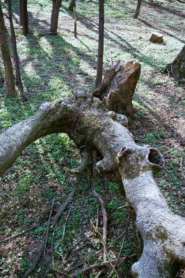 Plavecké Podhradie, 16.4.2003
Rozlomený jasan na východním úpatí vrchu Pohanská s dutinou osídlenou kovaříky Limoniscus violaceus.



Klíčová slova: Plavecké Podhradie Pohanská Limoniscus violaceus