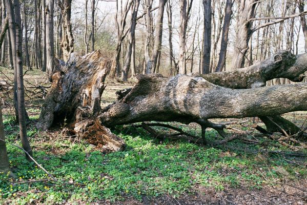 Plavecké Podhradie, 16.4.2003
Rozlomený jasan na východním úpatí vrchu Pohanská s dutinou osídlenou kovaříky Limoniscus violaceus.
Schlüsselwörter: Plavecké Podhradie Pohanská Limoniscus violaceus