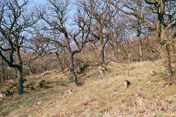 Plavecké Podhradie, 16.4.2003
Les na svahu pod Plaveckým hradem.
Klíčová slova: Plavecké Podhradie Plavecký hrad