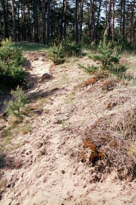 Plavecký Štvrtok, obora, 6.5.2003
Obří pískovna na místě, kde ještě v roce 1988 rostl prastarý dubový háj. Jižní svahy pískovny hostí mnoho druhů z podčeledi Cardiophorinae. 
Mots-clés: Plavecký Štvrtok Dicronychus cinereus equisetioides rubripes Cardiophorus asellus, discicollis ruficollis nigerrimus Prosternon tessellatum