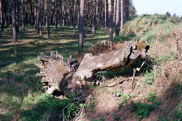 Plavecký Štvrtok, obora, 6.5.2003
Zapomenutý kmen dubu na okraji bývalého dubového háje. Terorizovat entomology je pro ochranáře zábavnější, než chránit ohrožené biotopy.
Schlüsselwörter: Plavecký Štvrtok Elater ferrugineus Ampedus praeustus páchník Osmoderma